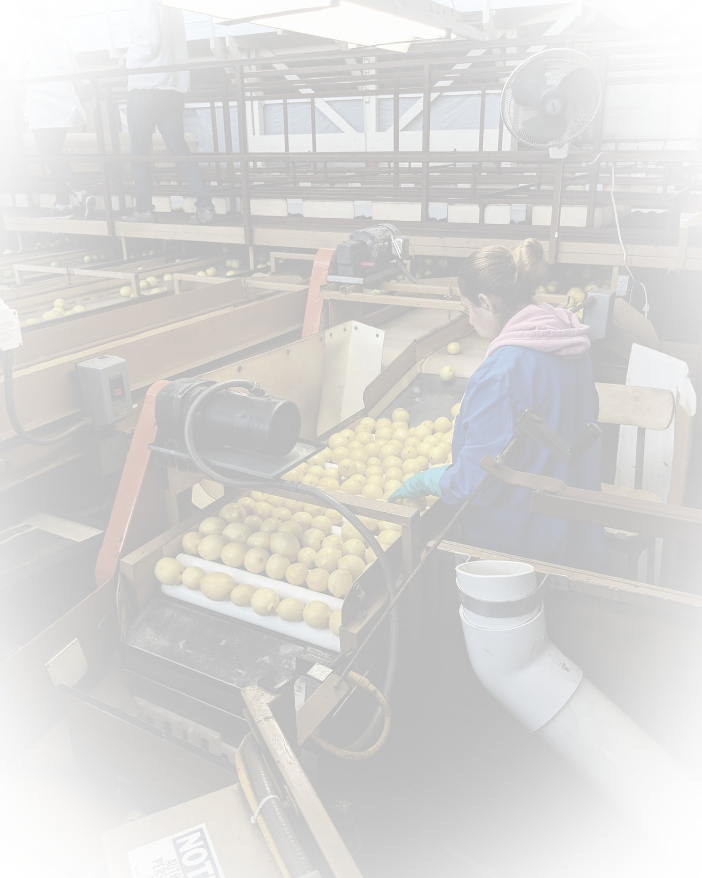 Empaque de cítricos para exportación